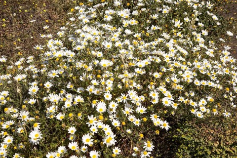 Argyranthemum frutescens marguerite daisy flowers, Lanzarote, Canary Islands, Spain, Europe