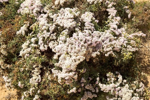 Limonium papillatum in flower in sand dunes of La Graciosa island, Lanzarote, Canary Islands,