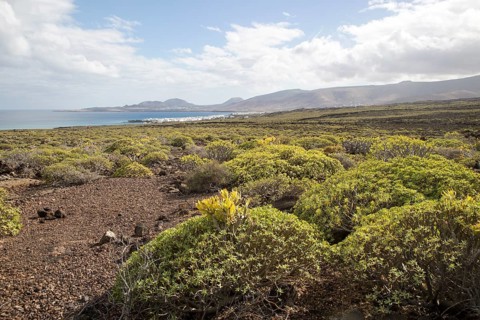 Euphorbia balsamifera Kleinia Nerifolia growing on lava flows Malpais de Corona, Lanzarote, Canary