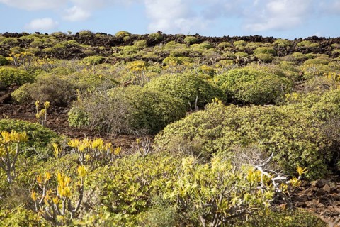 Euphorbia balsamifera Kleinia Nerifolia growing on lava flows Malpais de Corona, Lanzarote, Canary