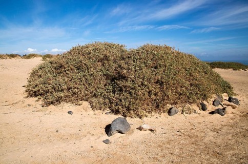 Sand dune vegetation landscape, Caleta de Famara, Lanzarote, Canary islands, Spain, Europe