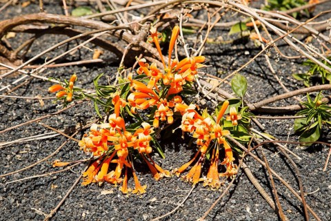 Orange trumpet creeper flowers pyrostegia venusta growing in volcanic soil, Lanzarote, Canary