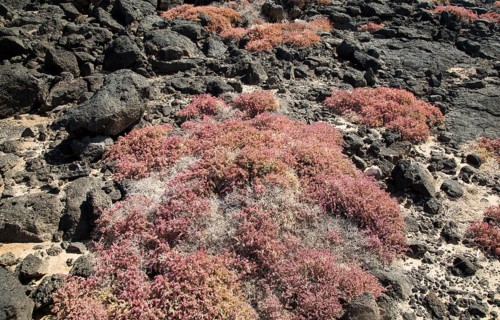 Pink red prostrate succulent plant Mesembryanthemum nodiflorum growing in rocky coastal