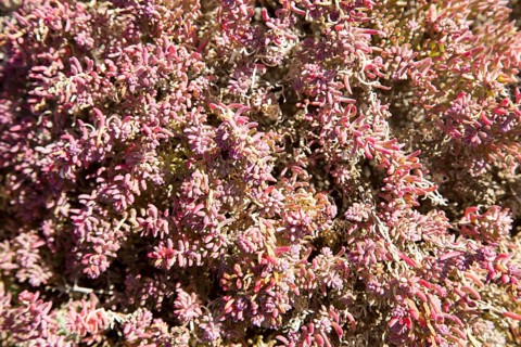 Close up of pink red prostrate succulent plant Mesembryanthemum nodiflorum, La Isleta, Lanzarote,