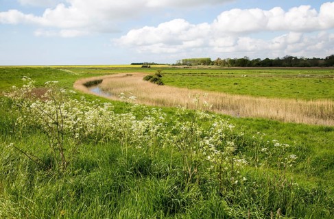 Marshland below sea level Butley Marshes, Suffolk, England, UK