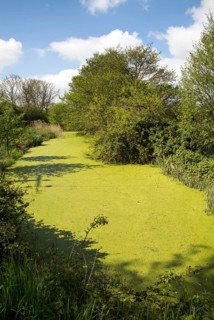 Green pond weed algae growing on stream surface, River Tang, Boyton, Suffolk, England, UK