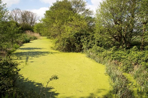 Green pond weed algae growing on stream surface, River Tang, Boyton, Suffolk, England, UK