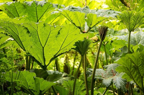 Giant Gunnera, Gunnera manicata, growing wild in woodland at Trenoweth, near St Keverne, Cornwall,