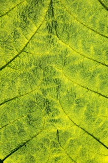 Close up detail of leaf structure, Giant Gunnera, Gunnera manicata, growing wild Trenoweth, near St