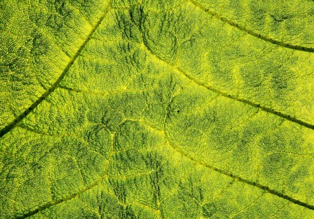 Close up detail of leaf structure, Giant Gunnera, Gunnera manicata, growing wild Trenoweth, near St