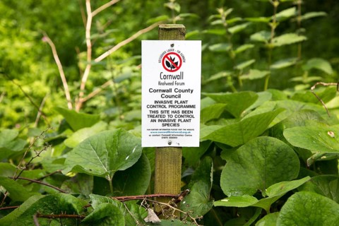 Invasive plant control of Japanese Knotweed, Fallopia japonica, near St Keverne, Cornwall, England,