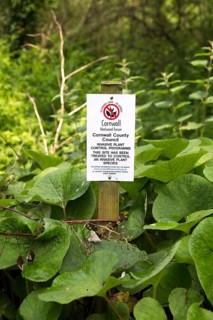 Invasive plant control of Japanese Knotweed, Fallopia japonica, near St Keverne, Cornwall, England,
