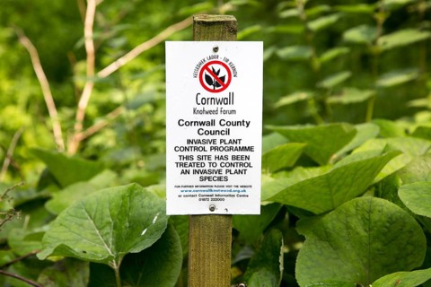 Invasive plant control of Japanese Knotweed, Fallopia japonica, near St Keverne, Cornwall, England,