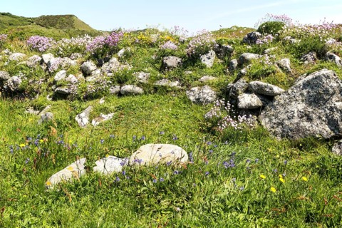Wildflowers in flower, Lowland Point, Lizard Peninsula, Cornwall, England, UK