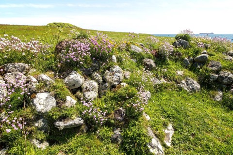 Armeria maritima, sea thrift, in flower, Lowland Point, Lizard Peninsula, Cornwall, England, UK
