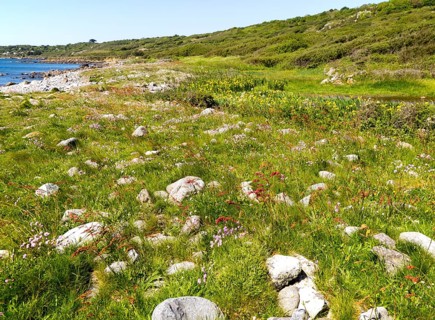 Wildflowers growing near Lowland Point, Coverack, Lizard Peninsula, Cornwall, England, UK