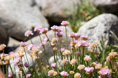 Armeria maritima, sea thrift, in flower, Lowland Point, Lizard Peninsula, Cornwall, England, UK