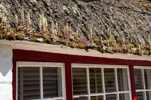 Flowering lupin plants growing on thatched cottage roof, Coverack, Lizard Peninsula, Cornwall,