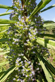 Giant viper's-bugloss plant flowering, Echium pininana, Coverack, Lizard Peninsula, Cornwall,