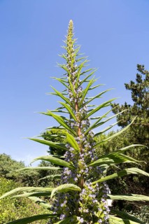 Giant viper's-bugloss plant flowering, Echium pininana, Coverack, Lizard Peninsula, Cornwall,