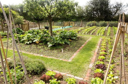 Vegetable plot at Potager Garden, Constantine, Cornwall, England, UK