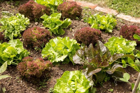 Vegetable plot lettuce plants at Potager Garden, Constantine, Cornwall, England, UK