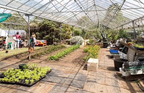Inside large glasshouse, Potager Garden, Constantine, Cornwall, England, UK