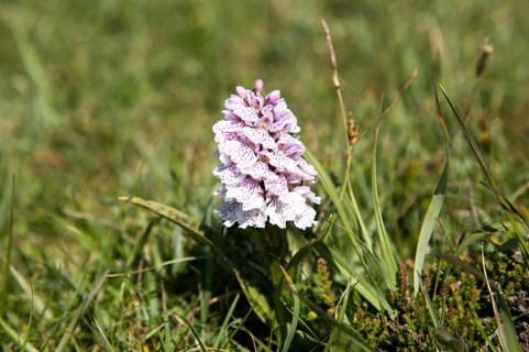 Common Spotted Orchid, Dactylorhiza fuchsii, near Kynance Cove, Cornwall, England, UK