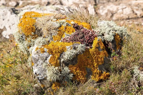 Orange golden shield, Xanthoria parietina, and other lichen types growing on rock near Kynance