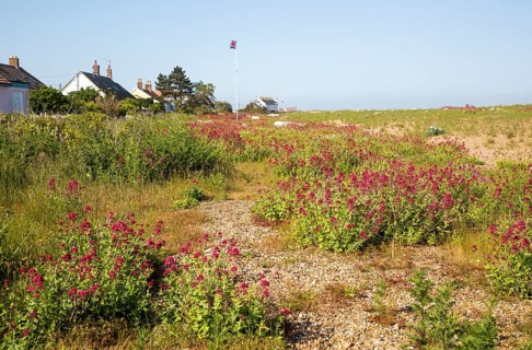 Valerian, Valeriana officinalis, in flower on beach at Shingle Street, Suffolk, England, UK