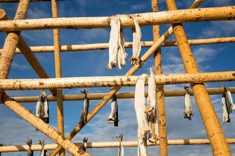 Cod fish drying outside on wooden pole, Svolvaer, Lofoten Islands, Nordland, Norway, Europe