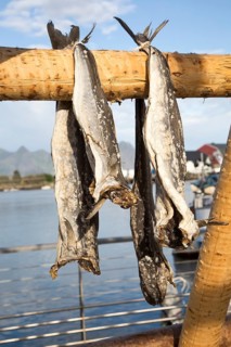 Cod fish drying outside on wooden pole, Svolvaer, Lofoten Islands, Nordland, Norway, Europe