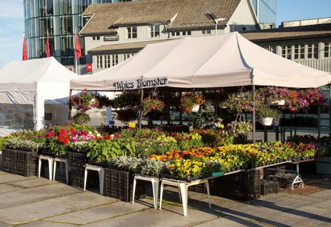 Flowers and plants on market stall in Svolvaer, Lofoten Islands, Nordland, Norway, Europe