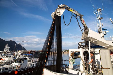 Fishing boats in the harbour at Svolvaer, Lofoten Islands, Nordland, Norway, Europe