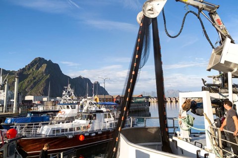 Fishing boats in the harbour at Svolvaer, Lofoten Islands, Nordland, Norway, Europe