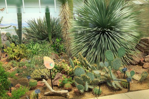 Desert plants inside the Princess of Wales conservatory Royal Botanic Gardens, Kew, London,