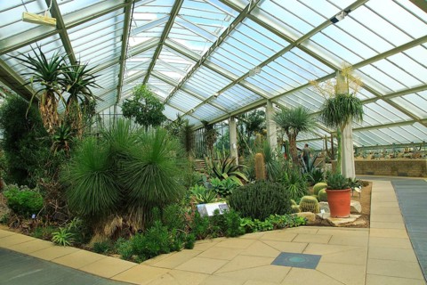 Desert plants inside the Princess of Wales conservatory Royal Botanic Gardens, Kew, London,