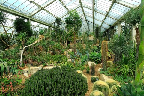 Desert plants inside the Princess of Wales conservatory Royal Botanic Gardens, Kew, London,