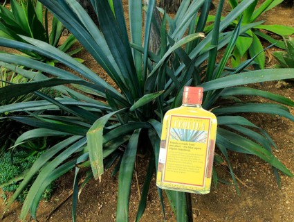 Agave tequila cactus plant information sign label, Princess of Wales conservatory Royal Botanic