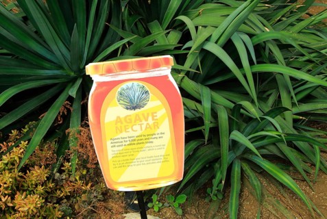 Agave nectar cactus plant information sign label, Princess of Wales conservatory Royal Botanic