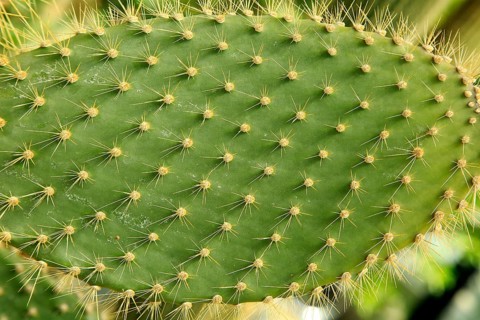 Close up of spikes on leaf of opuntia echios cactus, Kew Gardens, London, England, UK