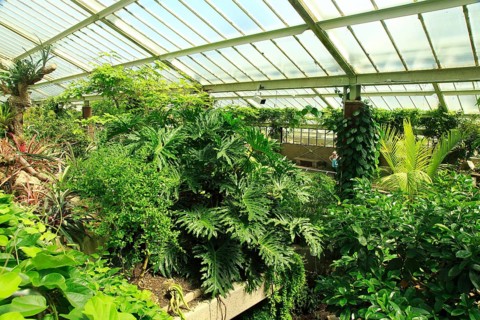 Tropical rainforest environment inside the Princess of Wales conservatory, Royal Botanic Gardens,