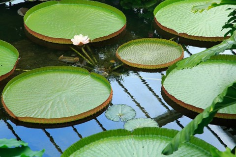 Water lily plants, tropical rainforest environment, Princess of Wales conservatory, Royal Botanic