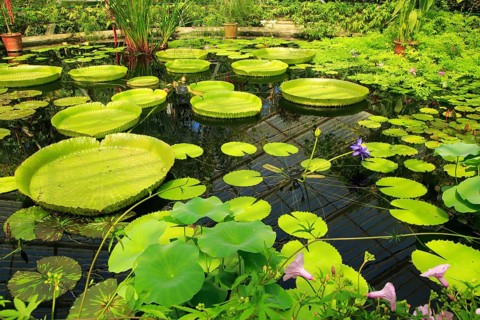Amazon waterlily (Victoria amazonica) flower and floating leaves, Water Lily House, Royal Botanic