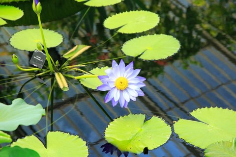 Amazon waterlily (Victoria amazonica) flower and floating leaves, Water Lily House, Royal Botanic