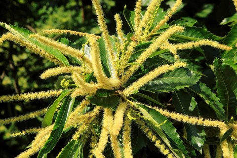 Sweet chestnut (Castanea sativa) tree in flower close up, Royal Botanic Gardens, Kew, London,