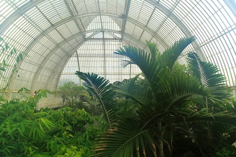 Inside The Palm House at Royal Botanic Gardens, Kew, London, England, UK