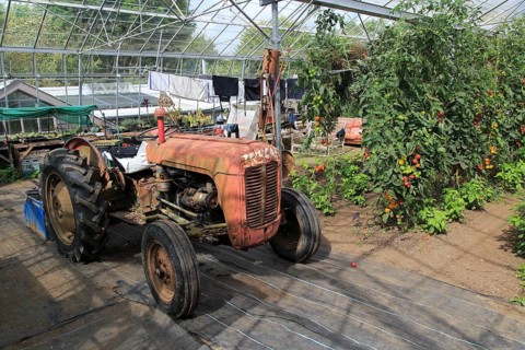 Red vintage tractor inside large glasshouse, Potager Garden, Constantine, Cornwall, England, UK
