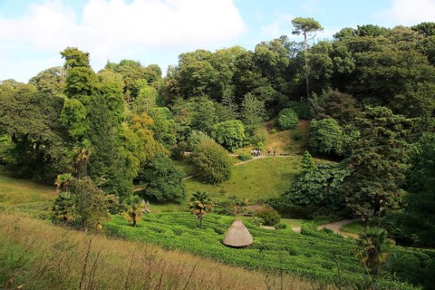 Maze in foreground at Glendurgan Garden, Cornwall, England, UK