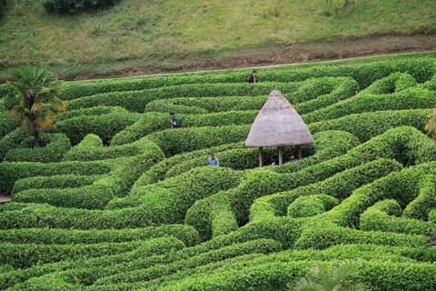 People exploring the Maze at Glendurgan Garden, Cornwall, England, UK